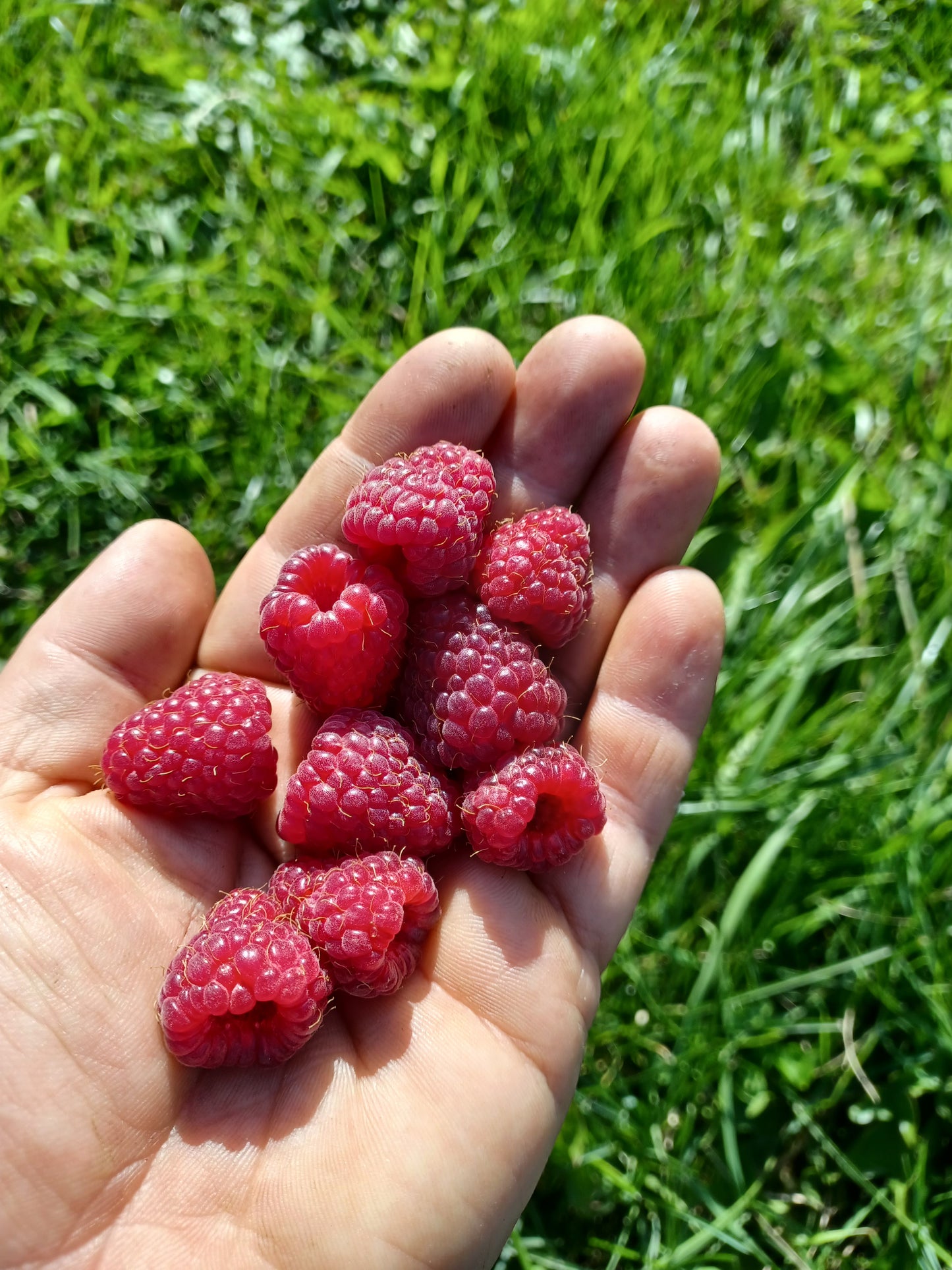 Framboises déshydratées