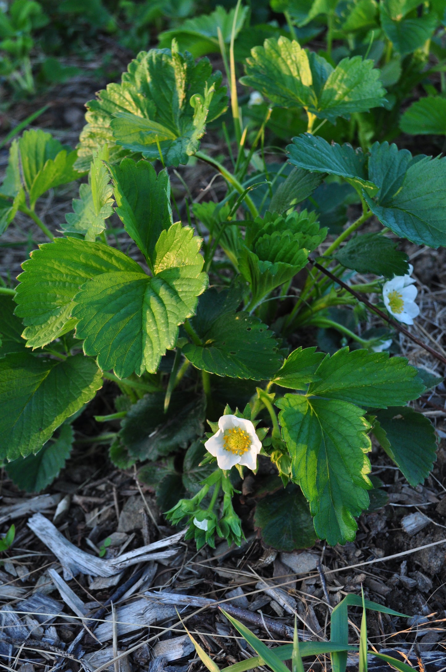 Coulis de fraise