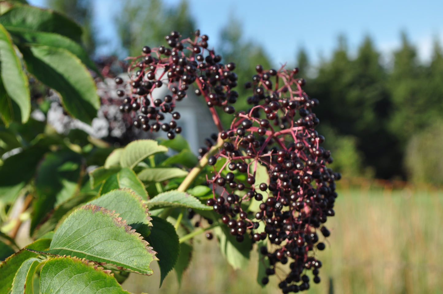 Tartinade de framboises et sureau