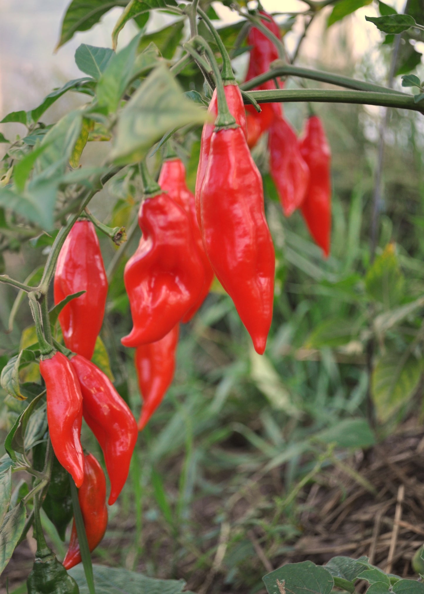 Sauce piquante d'Habanero Maya