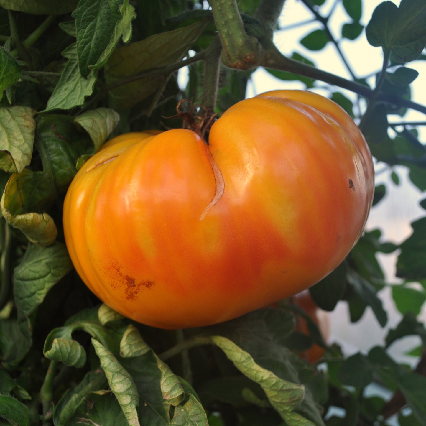 Sauce piquante d'Habanero Maya