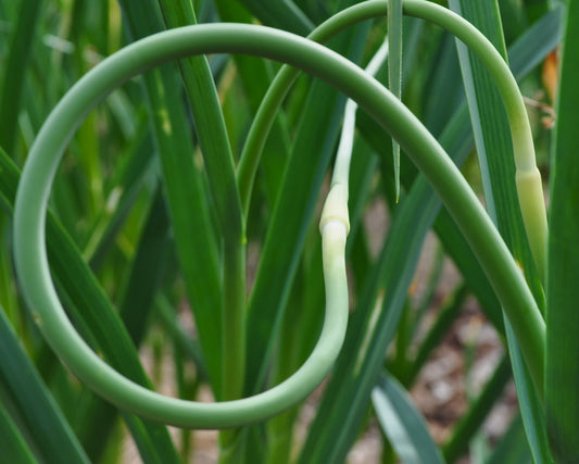 Fleur d'ail