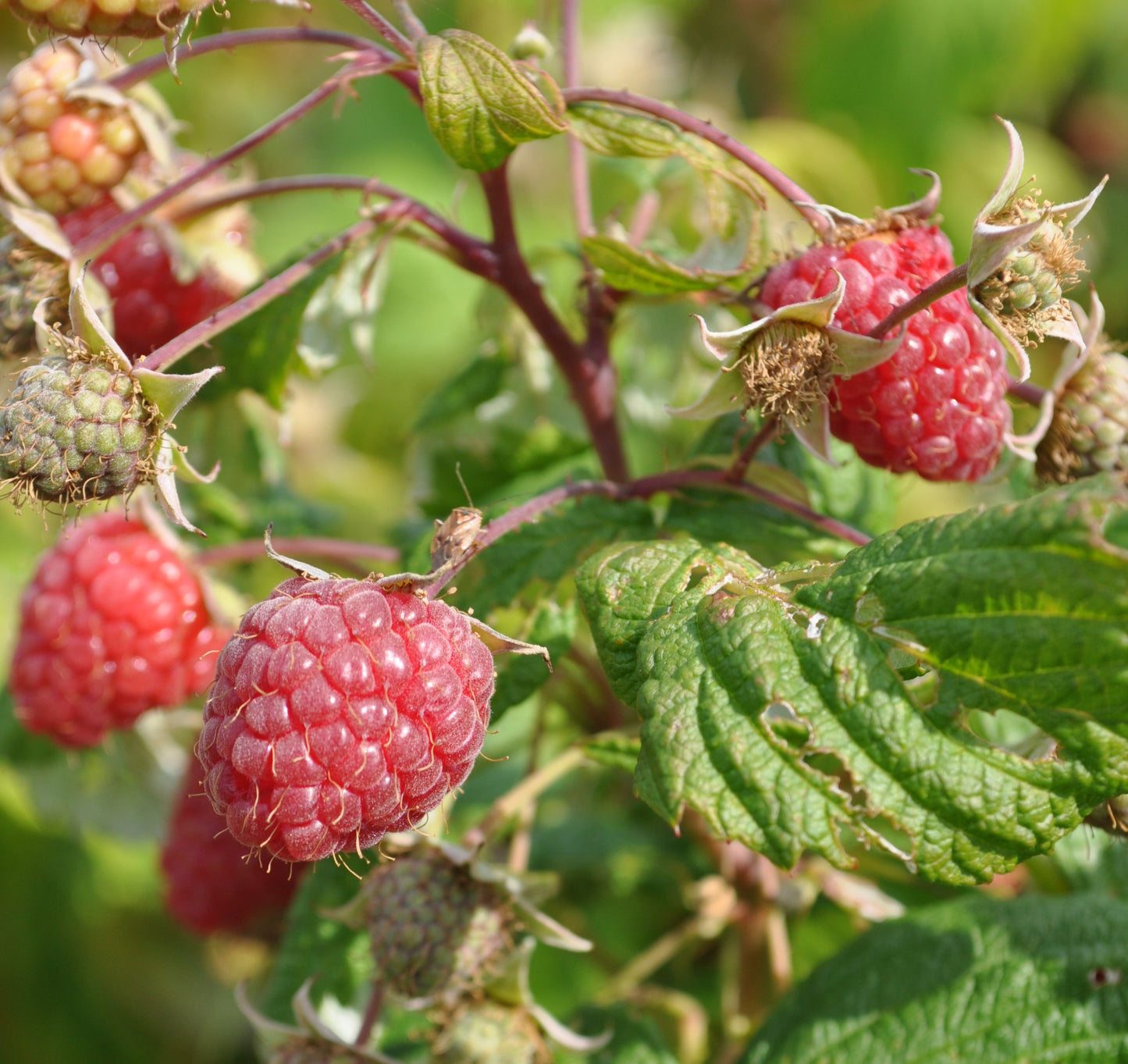 Framboises déshydratées