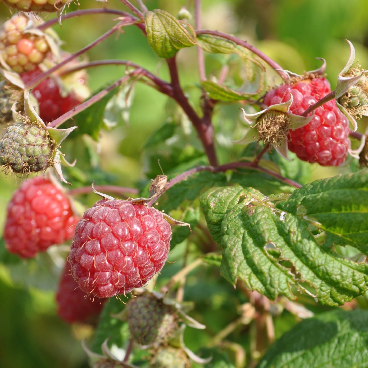 Framboises