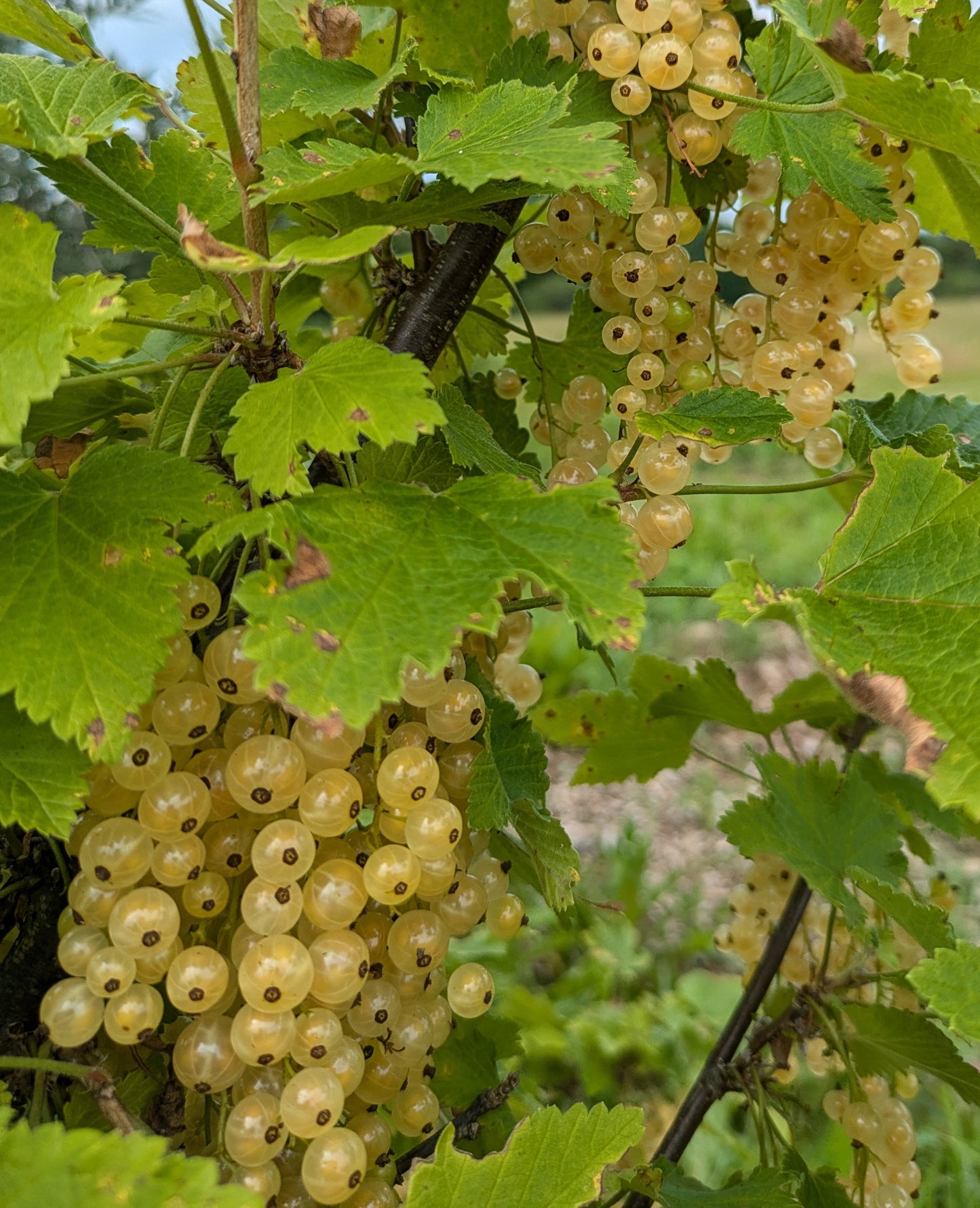 Tartinade de framboises et gadelles