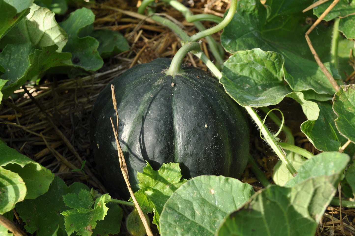 Tartinade de melon et vanille