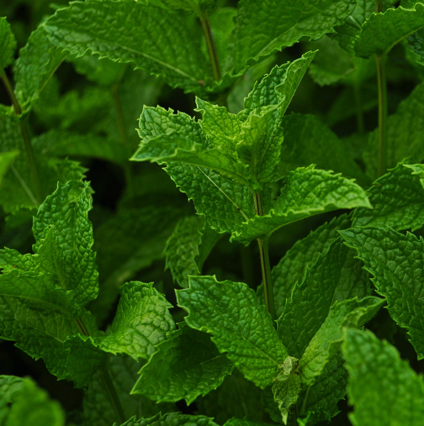 Gelée de menthe verte