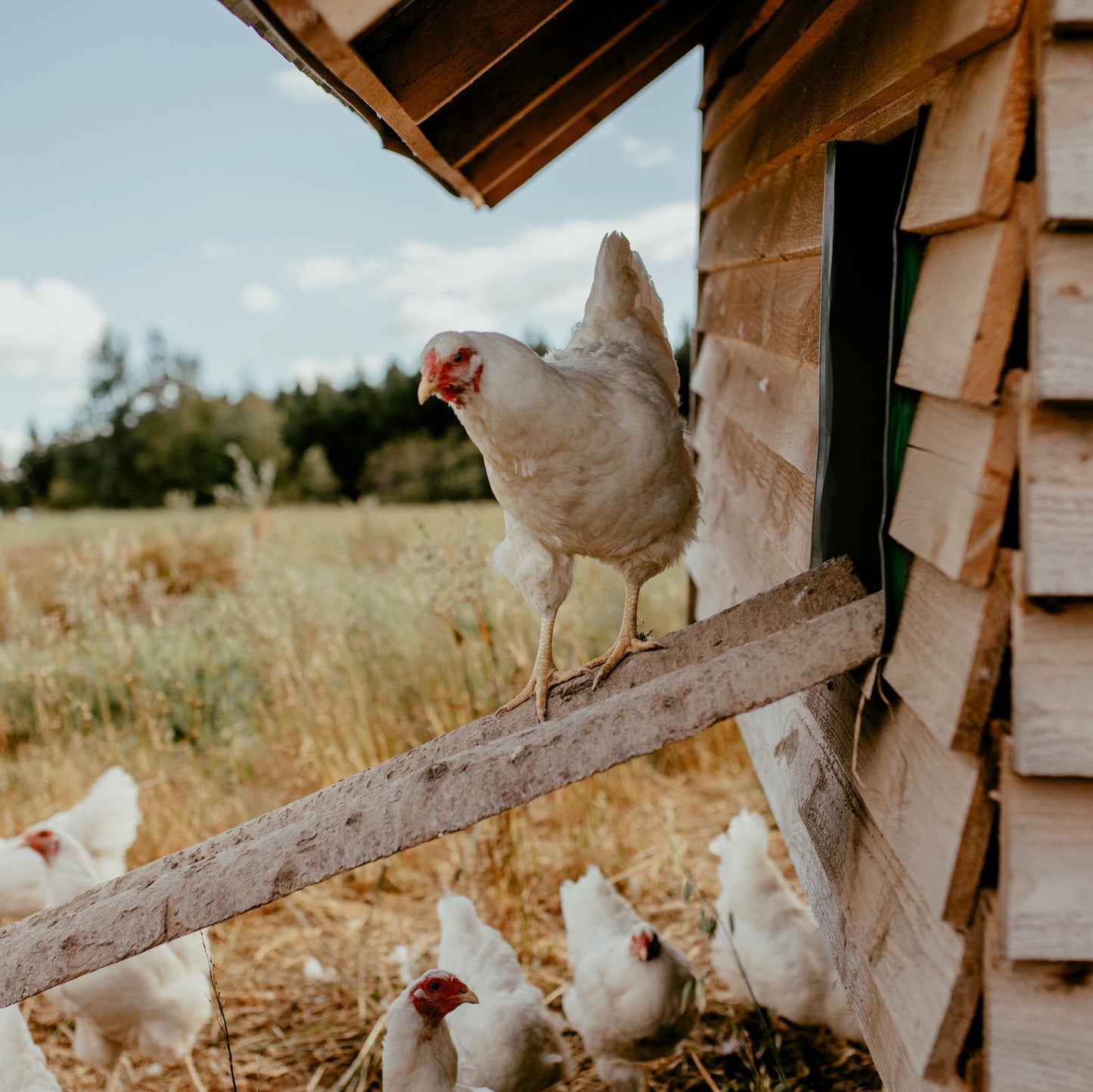 Chantecler - Poule