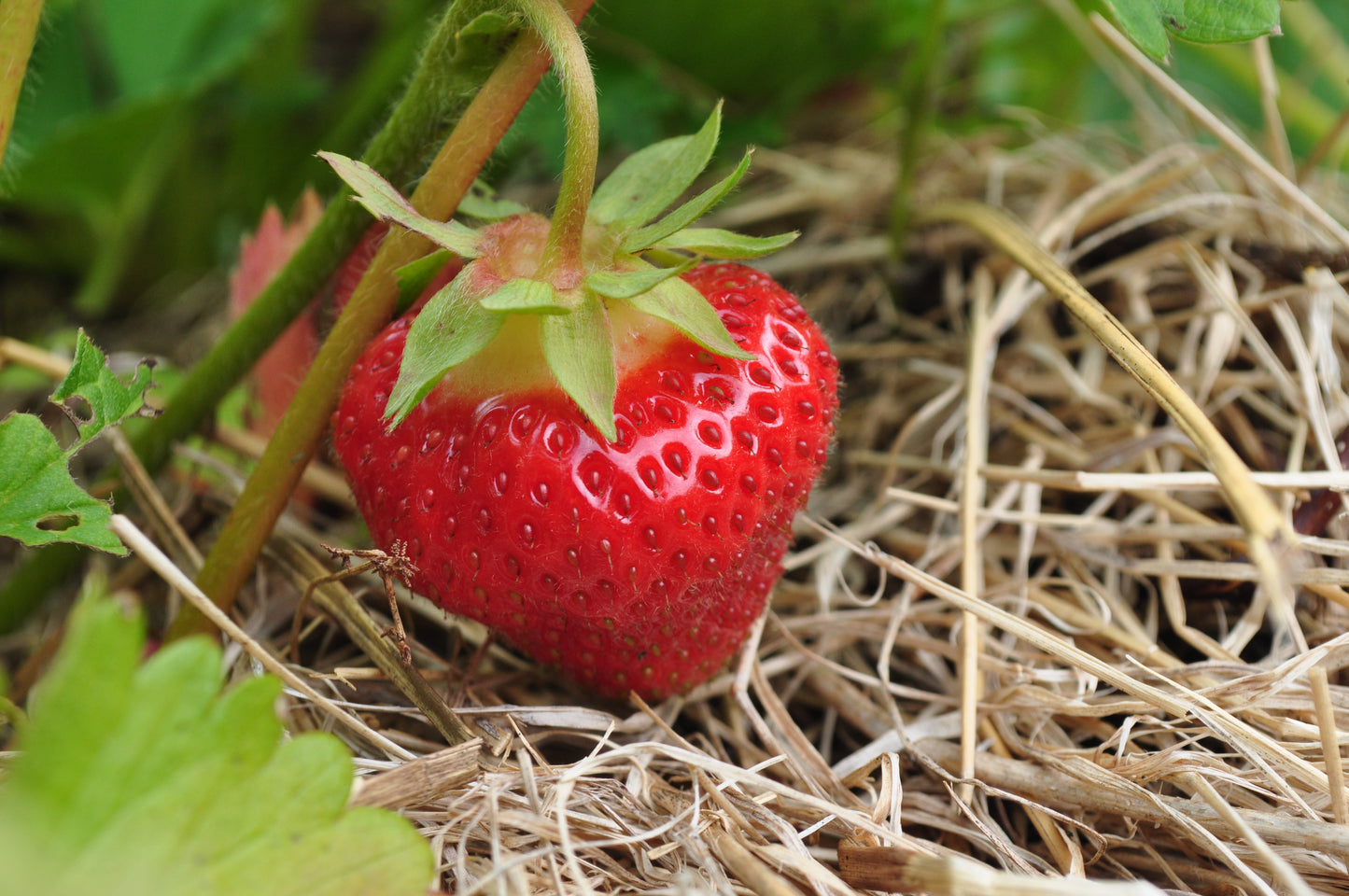 Tardinade de fraises et cassis