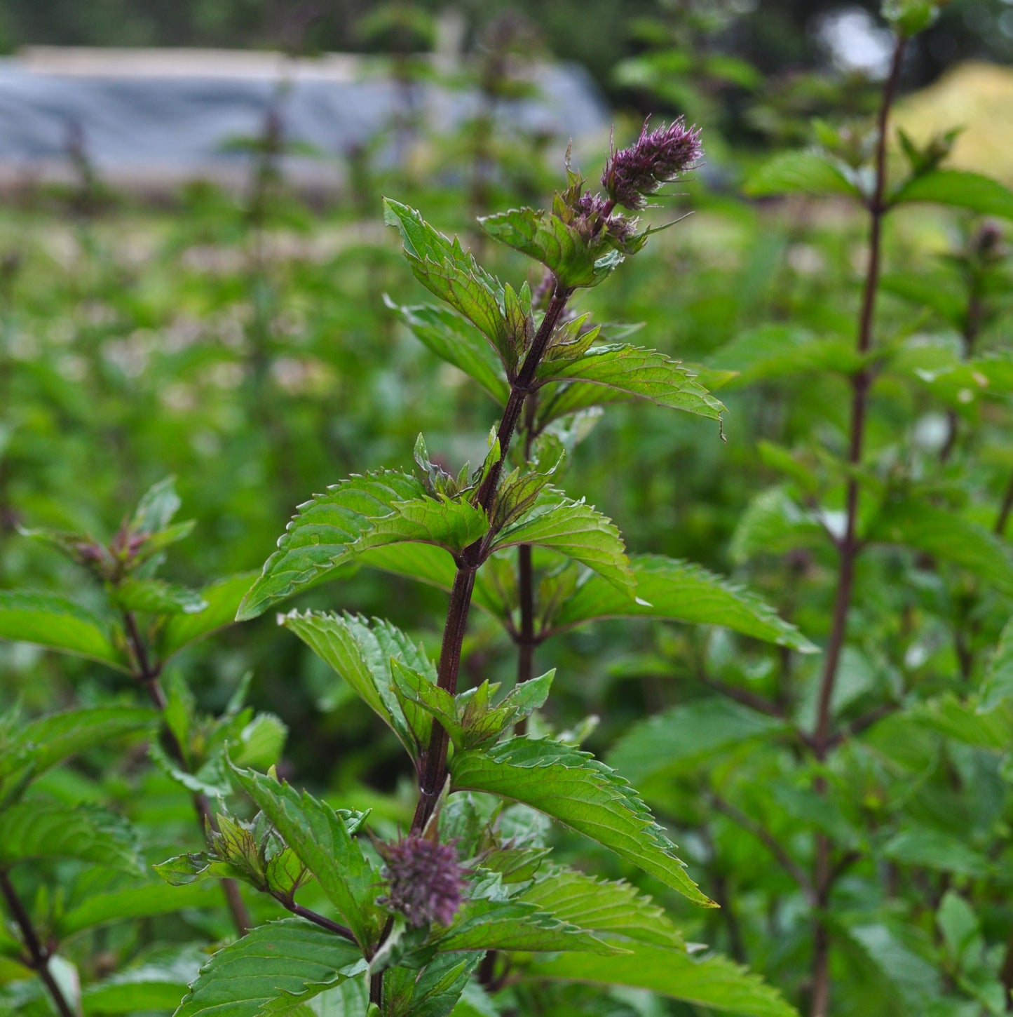 Menthe poivrée