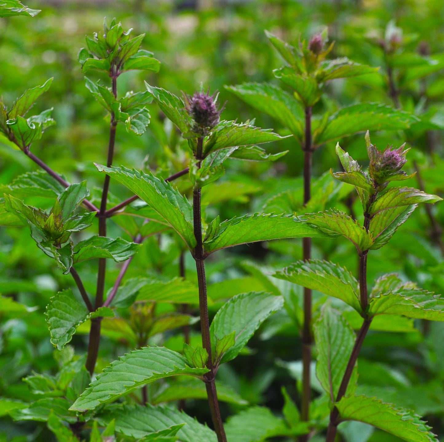 Menthe poivrée chocolat