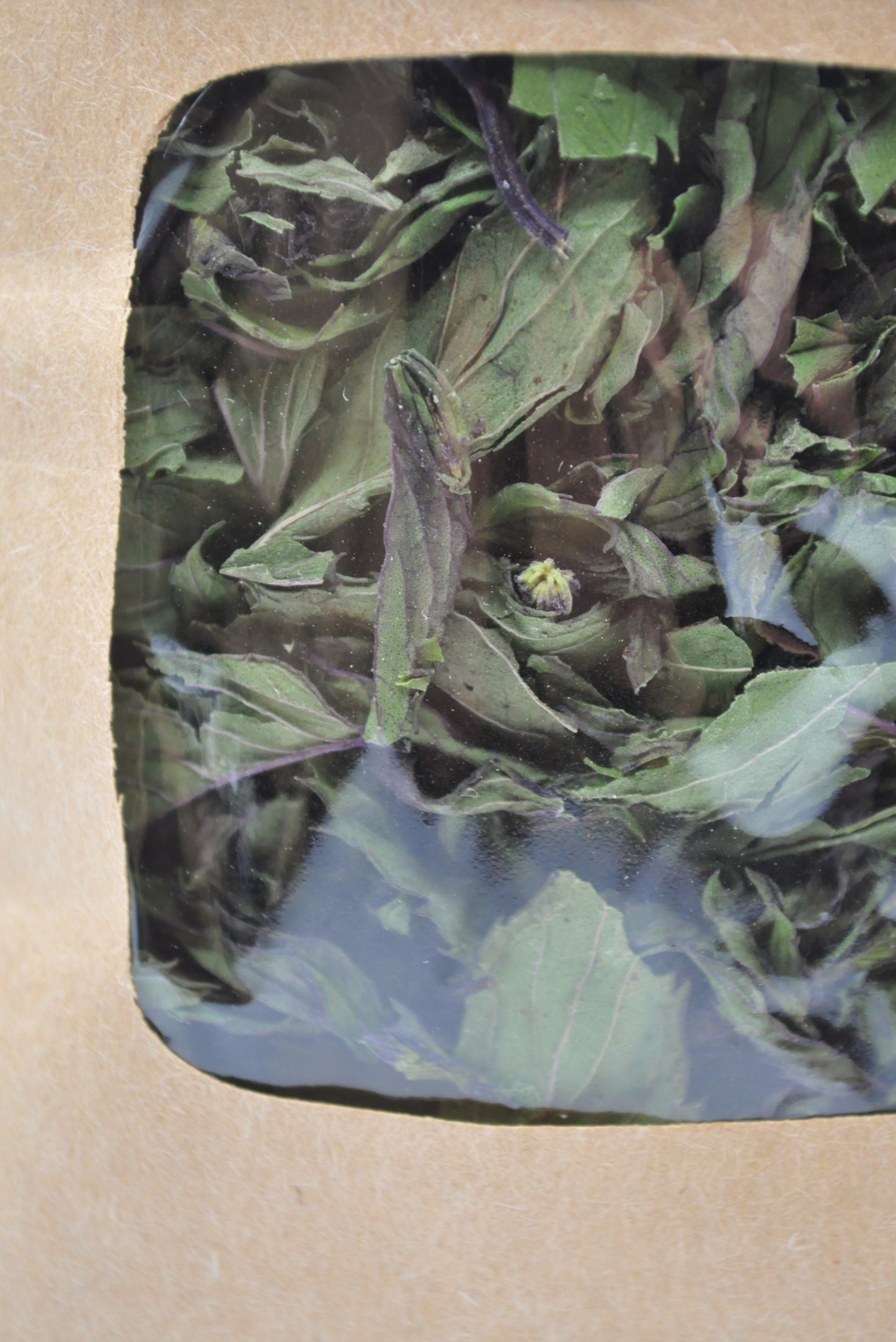 Menthe poivrée chocolat