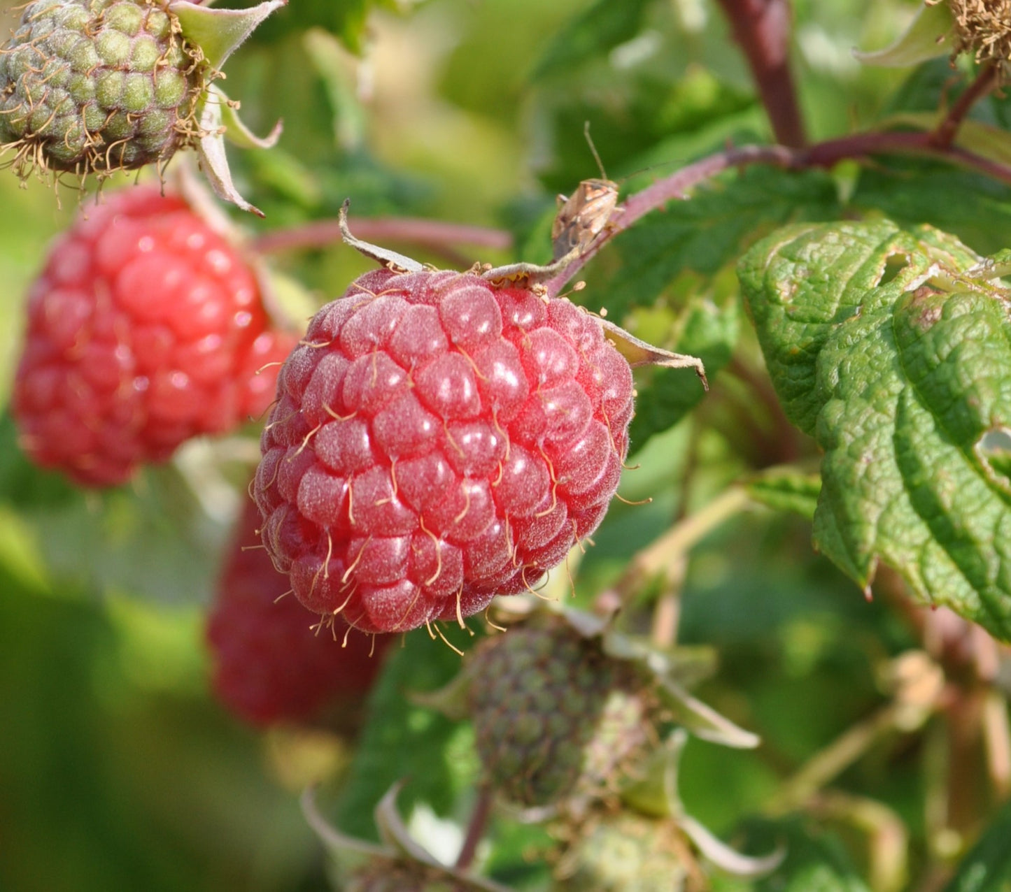 Tartinade de framboises