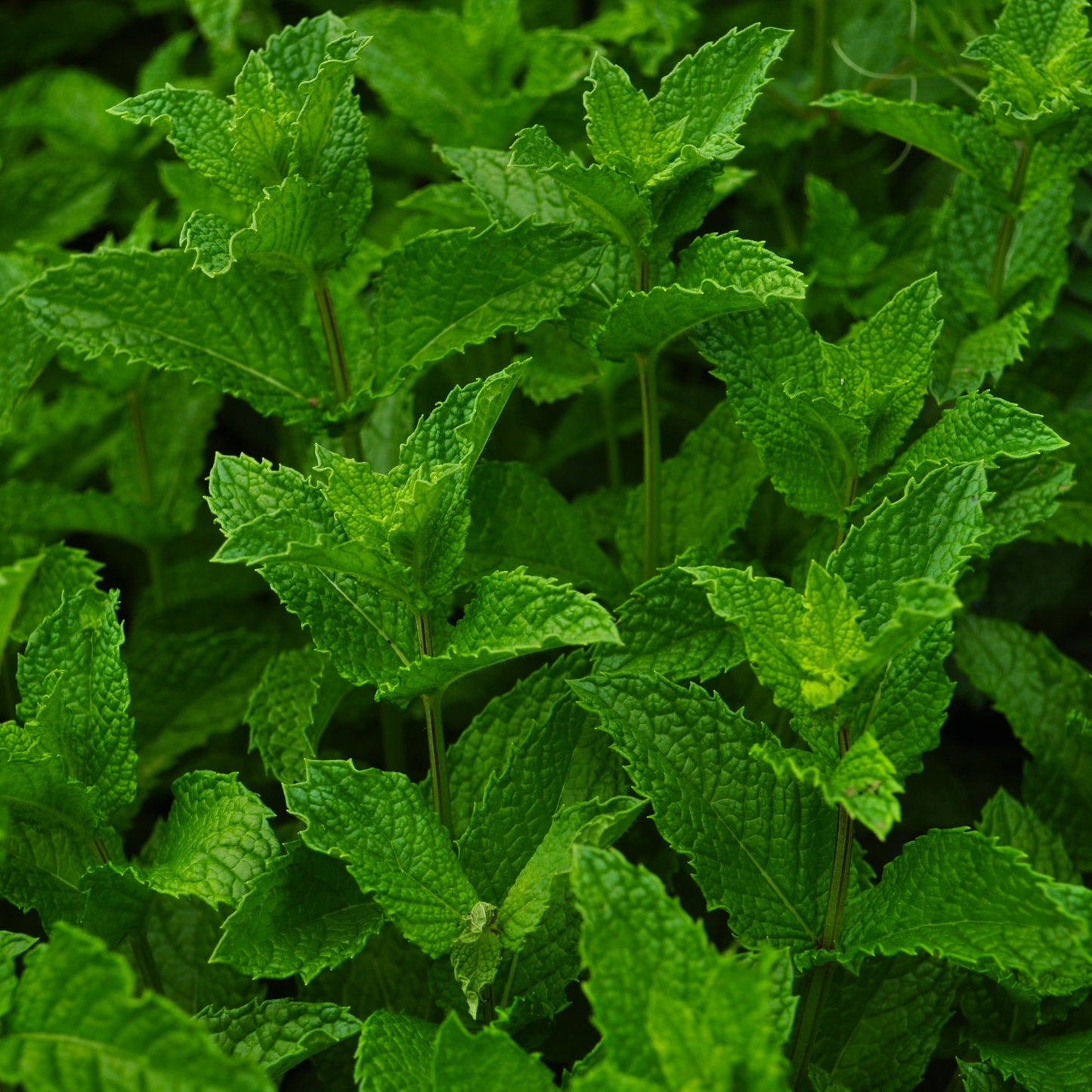 Menthe verte