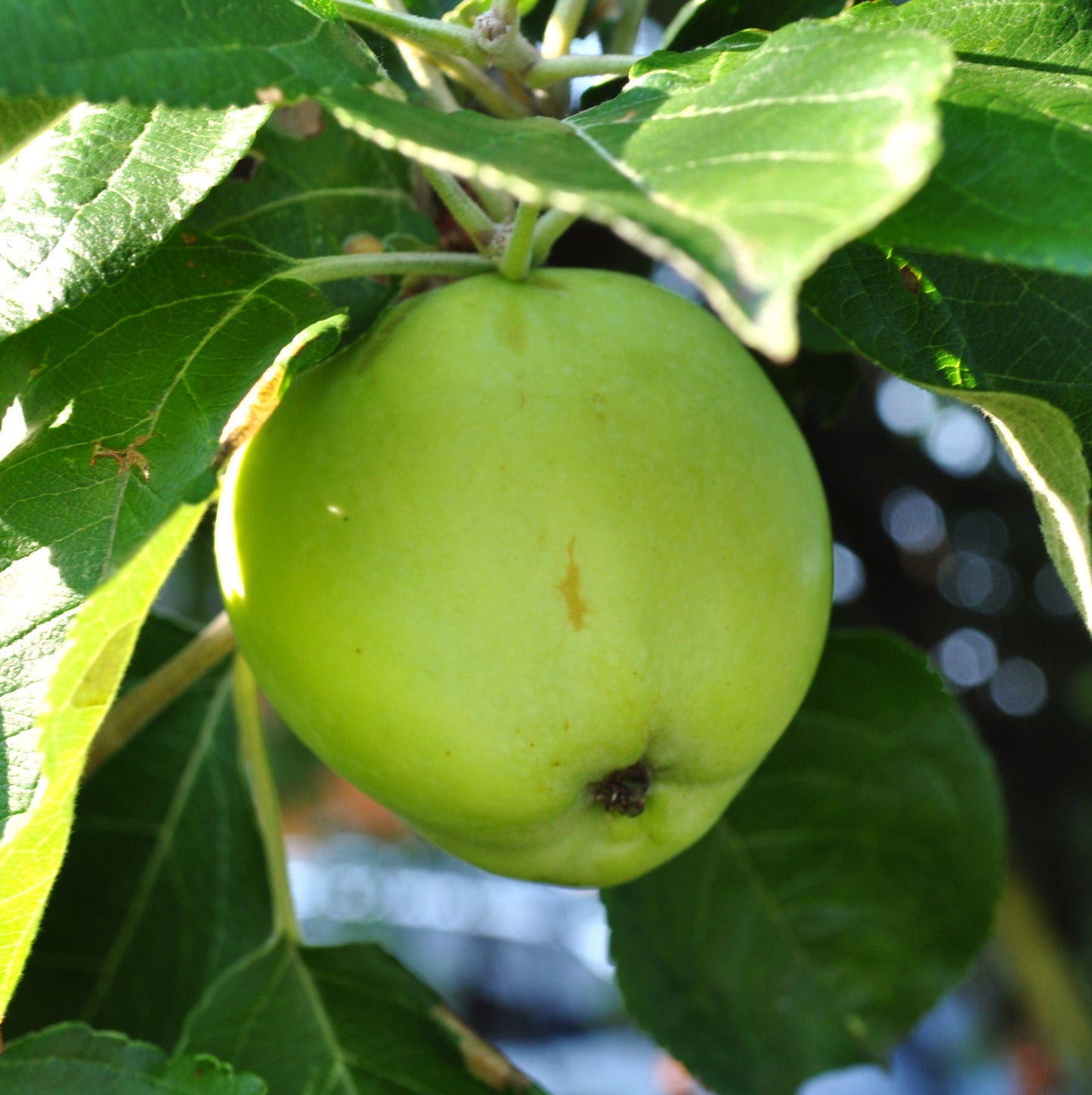 Compote de bleuets et pommes