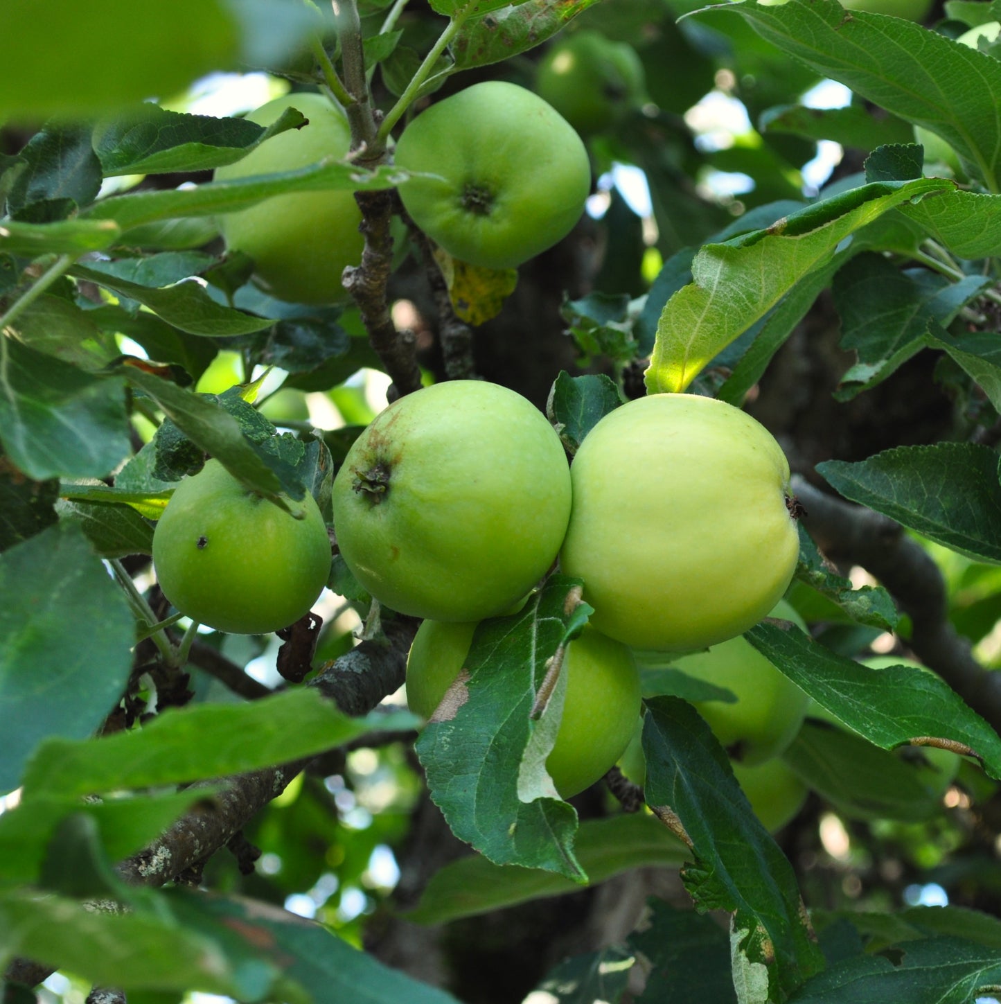 Pomme blanche