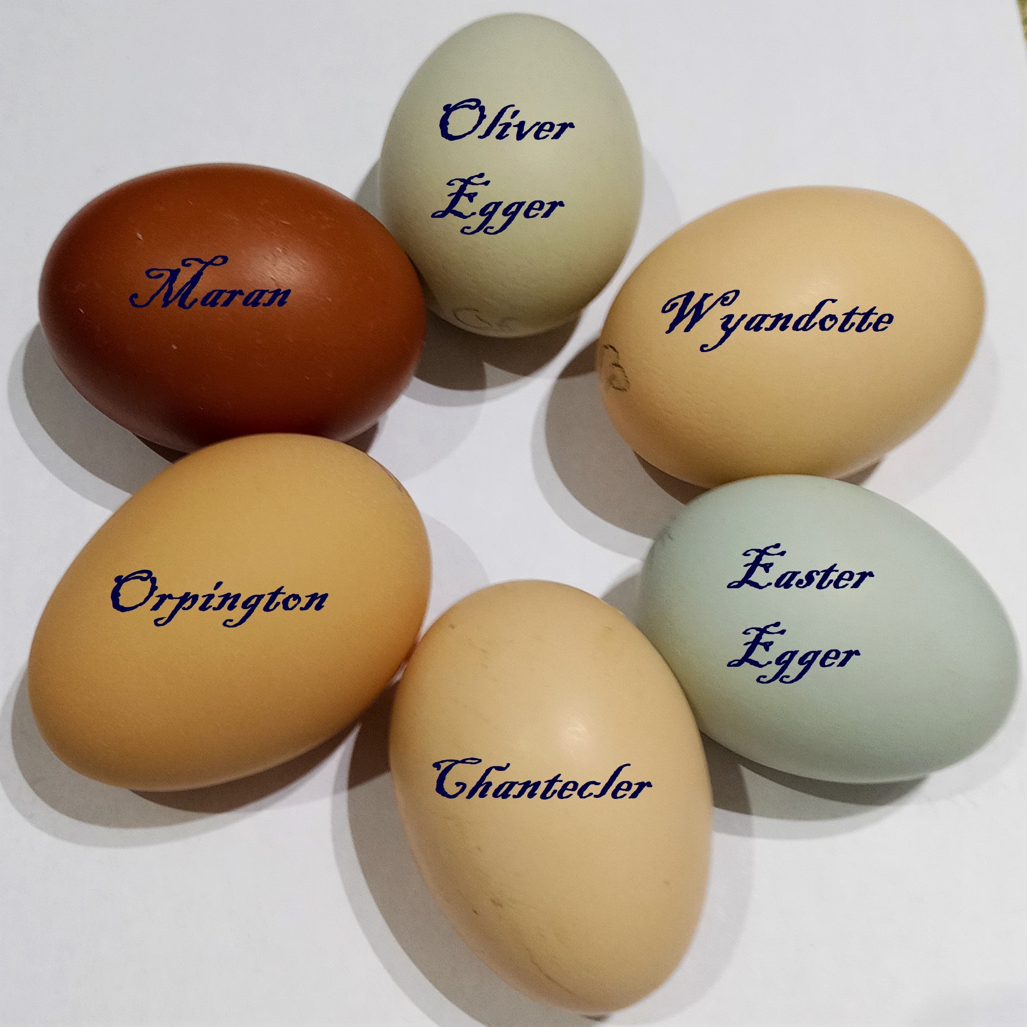 Oliver Egger Œufs fécondés Ferme Milpa Oliver Egger Œufs fécondés Ferme Milpa